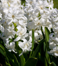 Hyacint White pearl - Hyacinthus orientalis - cibule hyacintů - 1 ks