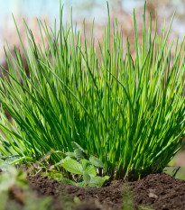 BIO Pažitka - Allium schoenoprasum L. - bio osivo pažitky - 200 ks