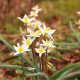 Tulipán Turkestanica - Tulipa - cibule tulipánů - 3 ks