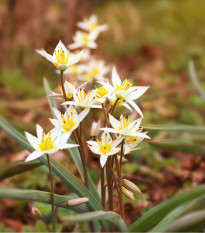 Tulipán Turkestanica - Tulipa - cibule tulipánů - 3 ks