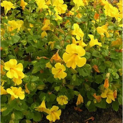 Kejklířka žlutá - Mimulus luteus - osivo kejklířky - 200 ks