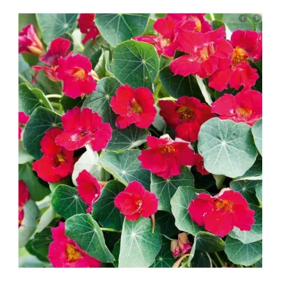 Lichořeřišnice růžová Baby Deep Rose - Tropaeolum minus - osivo lichořeřišnice - 8 ks