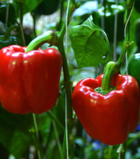 BIO Paprika Yolo Wonder - Capsicum annuum - bio osivo papriky - 20 ks