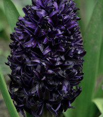 Hyacint Dark Dimension - Hyacinthus - cibule hyacintů - 1 ks