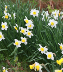 Narcis Poeticus Pheasant eye Recurvus - Narcissus - cibule narcisů - 3 ks