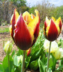 Tulipán Gavota - Tulipa - cibule tulipánů - 3 ks