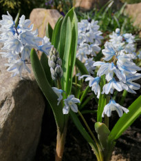 Puškinie ladoňkovitá - Puschkinia libanotica - cibule puškinie - 6 Ks