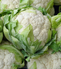 Květák raný Ingloory - Brassica oleracea - osivo květáku - 20 ks