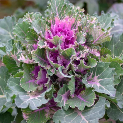 Kapusta okrasná - Brassica oleracea sabauta - osivo kapusty - 50 ks