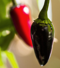 Chilli Black Hungarian - Capsicum annuum - osivo chilli - 6 ks