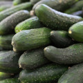 Okurka salátová Delikates - Cucumis sativus - osivo okurky - 20 ks