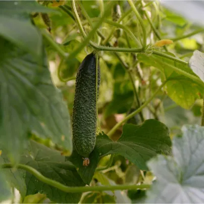 Okurka nakládačka Diamant F1 - Cucumis sativus - osivo okurky - 8 ks