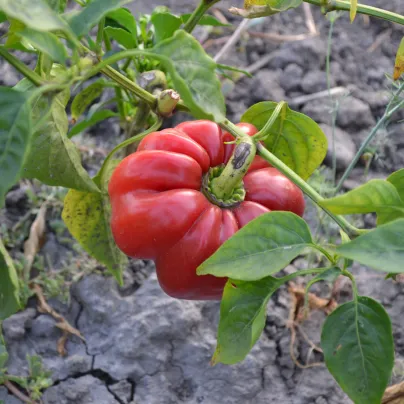 Paprika rajčatová Szuszanna - Capsicum annuum - osivo papriky - 7 ks