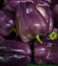 Paprika Fialová Oda - Capsicum annuum - osivo papriky - 9 ks