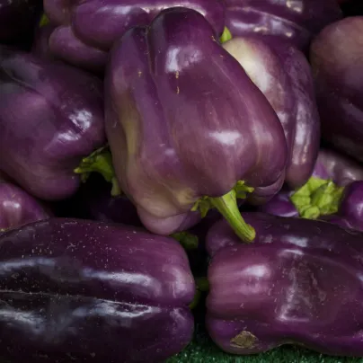 Paprika Fialová Oda - Capsicum annuum - osivo papriky - 9 ks