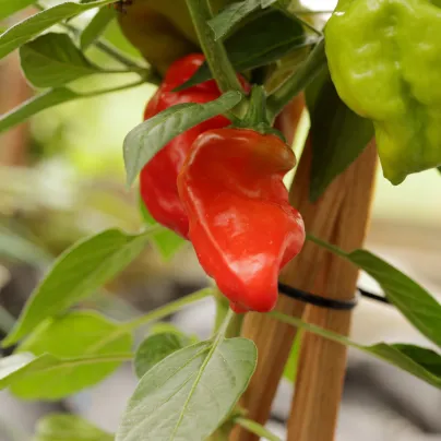 Chilli Jamaican Hot Red - Capsicum annuum - osivo chillli - 6 ks