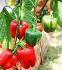 Paprika Yolo Wonder - Capsicum annuum - osivo papriky - 20 ks