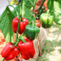 Paprika Yolo Wonder - Capsicum annuum - osivo papriky - 20 ks