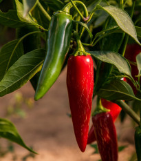 Chilli Jalapeno - Capsicum annuum - osivo chilli - 6 ks