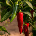 Chilli Jalapeno - Capsicum annuum - osivo chilli - 6 ks