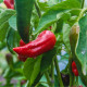 BIO Paprika Sweet Dreams - Capsicum anuum - bio osivo papriky - 10 ks