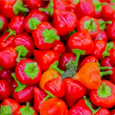 Chilli Pimento - Capsicum chinense - osivo chilli - 6 ks