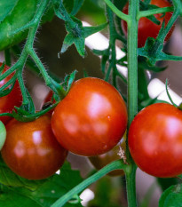 Rajče balkónové Balkonstar - Solanum lycopersicum - osivo rajčat - 10 ks