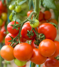 Rajče Tiny Tim - Solanum lycopersicum - osivo rajčat - 7 ks