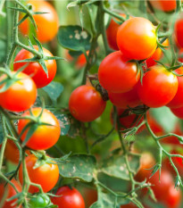 Rajče cherry červené - Solanum lycopersicum - osivo rajčat - 6 ks