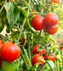 Rajče Tamina - Solanum lycopersicum - osivo rajčat - 20 ks