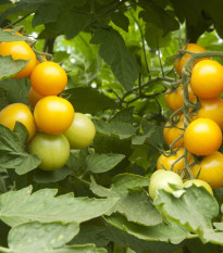 Rajče zlaté Golden Currant - Solanum lycopersicum - osivo rajčat - 5 ks