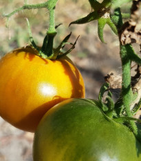 Rajče Zlatá královna -  Solanum lycopersicum - osivo rajčat - 10 ks