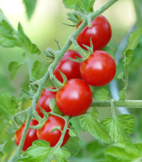 Rajče Cherolla F1 - Solanum lycopersicum - osivo rajčat - 5 ks