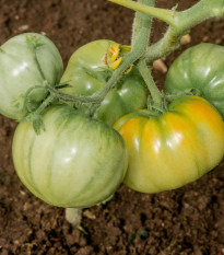 Rajče Brandywine žluté - Solanum lycopersicum - osivo rajčat - 7 ks