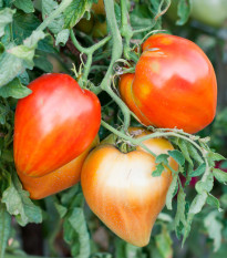 Rajče Big Mama F1 - Solanum lycopersicum - osivo rajčat - 7 ks