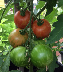 Rajče Tigerella - Solanum lycopersicum - osivo rajčat - 6 ks