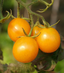 Rajče Artisan Golden Bumble Bee - Solanum lycopersicum - osivo rajčat - 5 ks