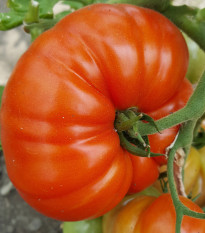 Rajče Gigantomo F1 - Solanum lycopersicum - osivo rajčete - 5 ks