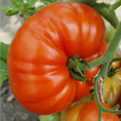 Rajče Gigantomo F1 - Solanum lycopersicum - osivo rajčete - 5 ks