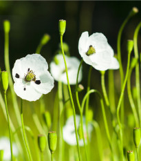 Mák bělokvětý - Papaver maculosum - osivo máku - 100 ks