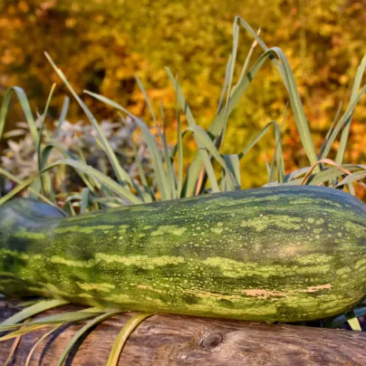 Tykev Lunga di Napoli - Cucurbita moschata - osivo tykve - 5 ks