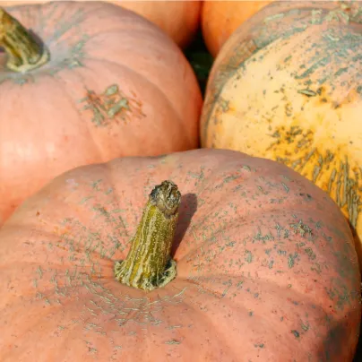 Tykev okrasná Australian Butter - Cucurbita maxima - osivo tykve - 5 ks