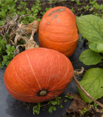 Dýně Sunshine Kabocha F1 - Cucurbita maxima - osivo dýně - 4 ks