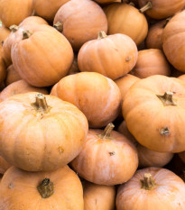 Dýně muškátová - Cucurbita moschata - osivo dýně - 5 ks