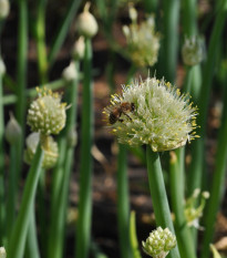 Cibule sečka Welsh - Allium fistulosum L. - osivo cibule - 400 ks