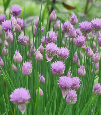 Pažitka pobřežní Splendidus - Allium schoenoprassum - osivo pažitky - 200 ks