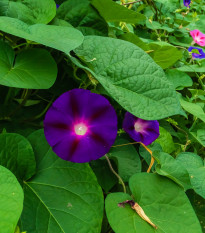 Povíjnice nachová Kniolas Black - Ipomoea purpurea - osivo povíjnice - 20 ks