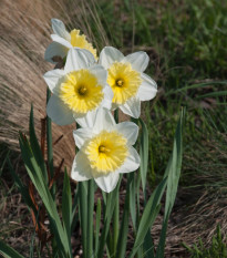 Narcis Ice Follies - Narcissus L. - cibule narcisů  - 3 ks