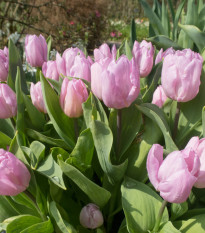 Tulipán Candy Prince - Tulipa - cibule tulipánů - 3 ks