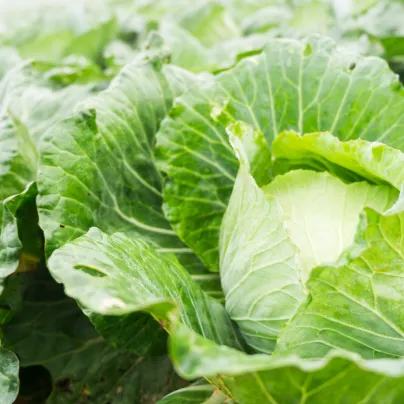 BIO Zelí bílé Filderkraut - Brassica Oleracea - bio osivo zelí - 50 ks